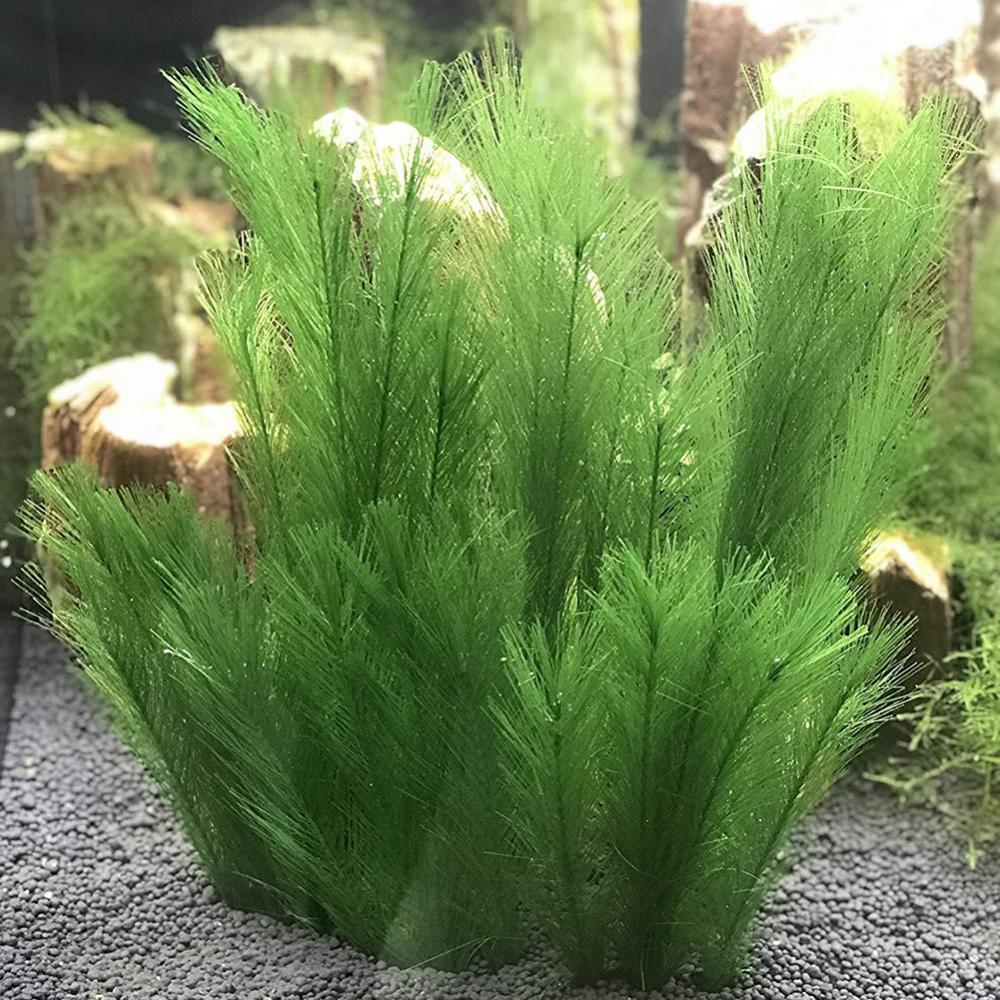 Aquarium Plant Live - 1/3 adet 28/40cm akvaryum balık tankı