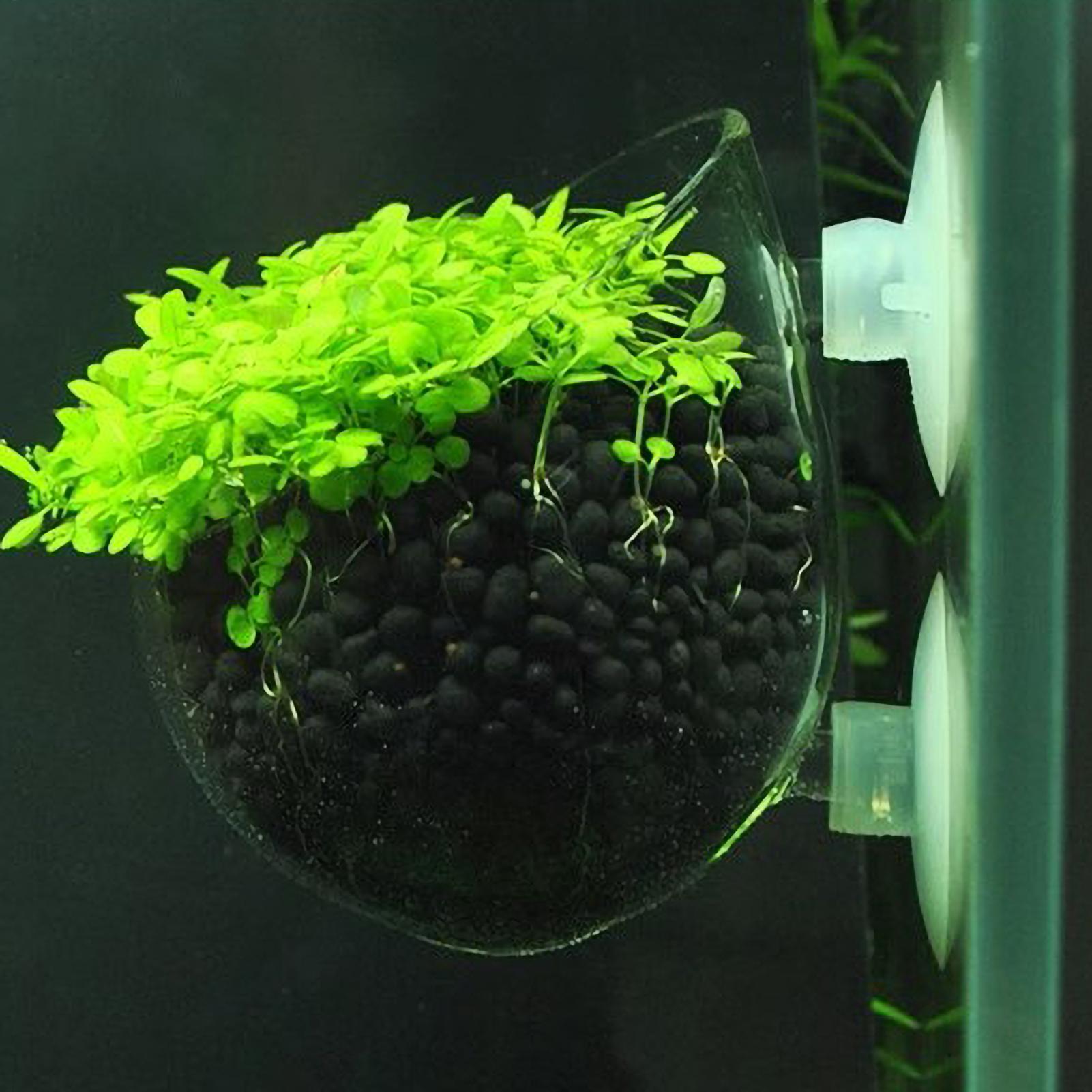 Aquarium Plant Live - Akvaryum Bitki Tutucu Cam Su Bitkisi