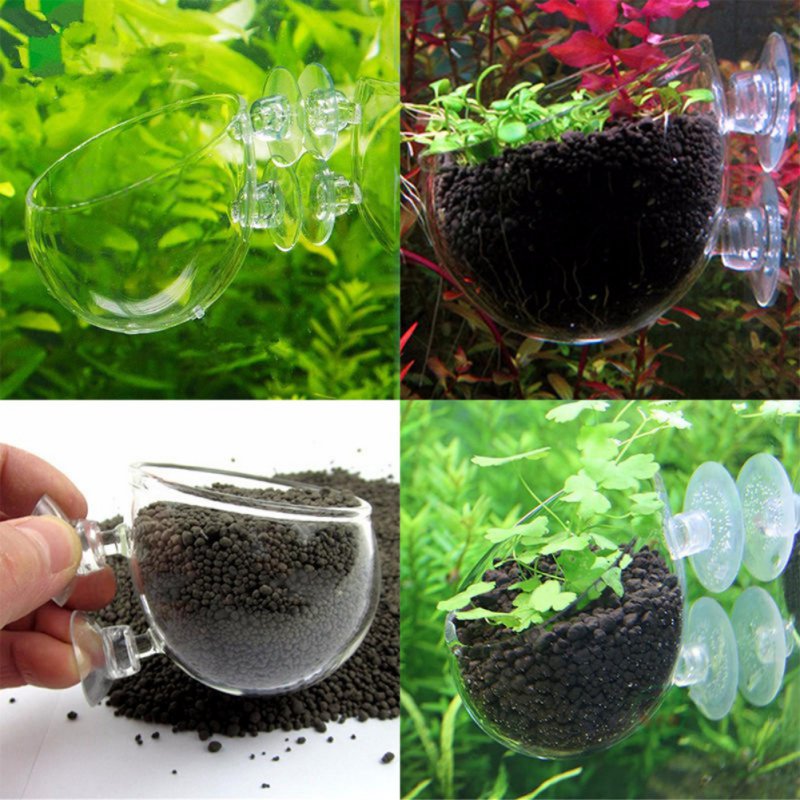 Aquarium Planted Seeds - Akvaryum asılı sucul bitki tohumları mercan