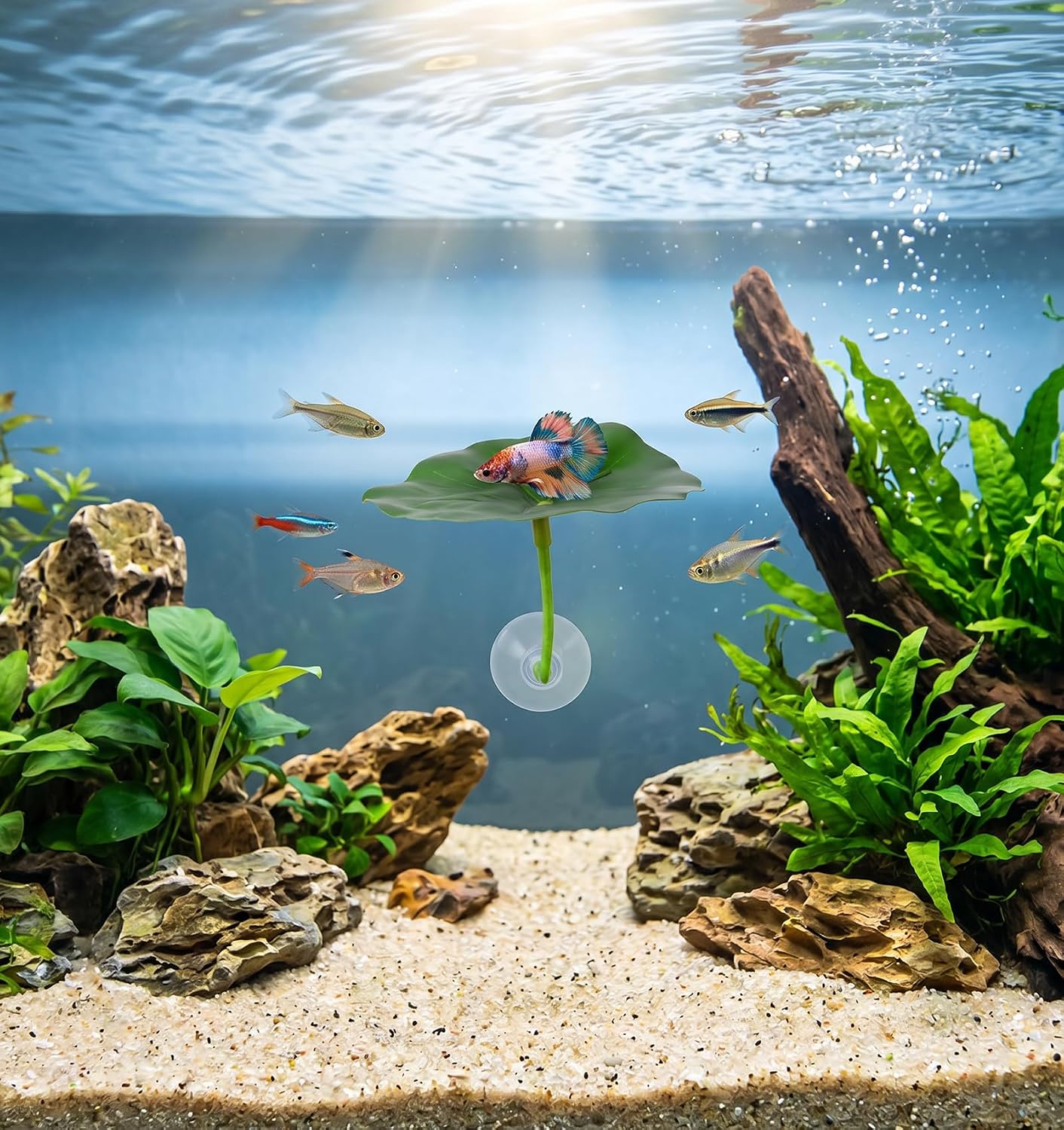 Balık Yerleşim Yeri Sandalyesi - Planted Aquarium Best Fish incelemesi ve fiyatı