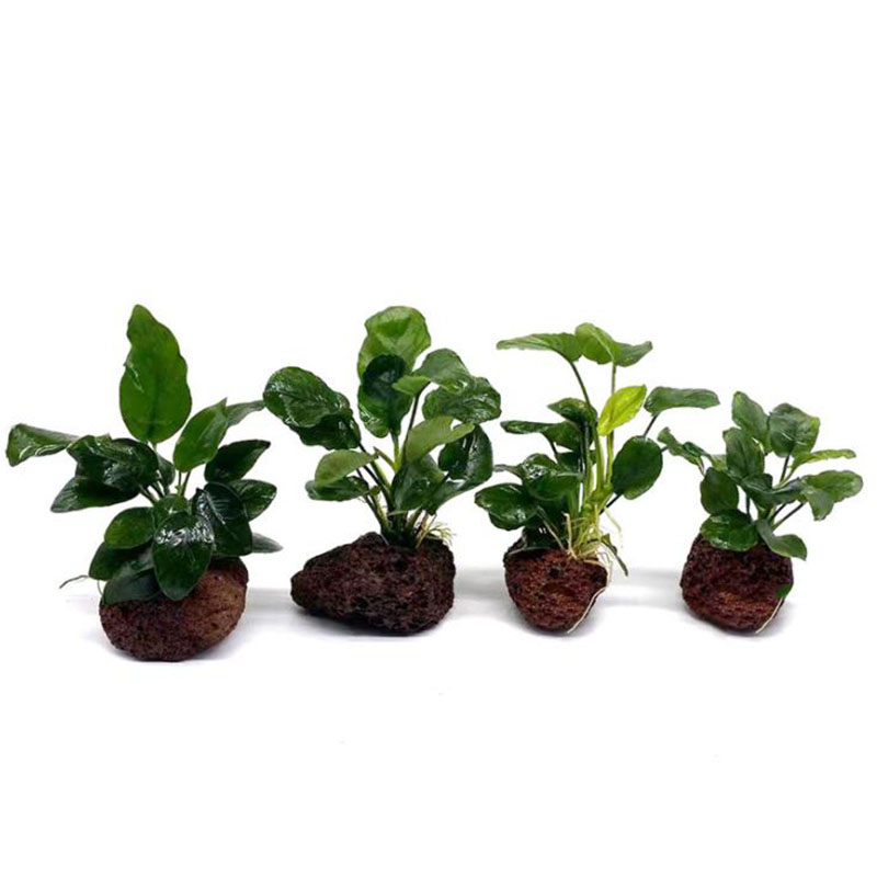 Volkanik Akvaryum Dekorasyon B - Aquarium Plant Live incelemesi ve fiyatı