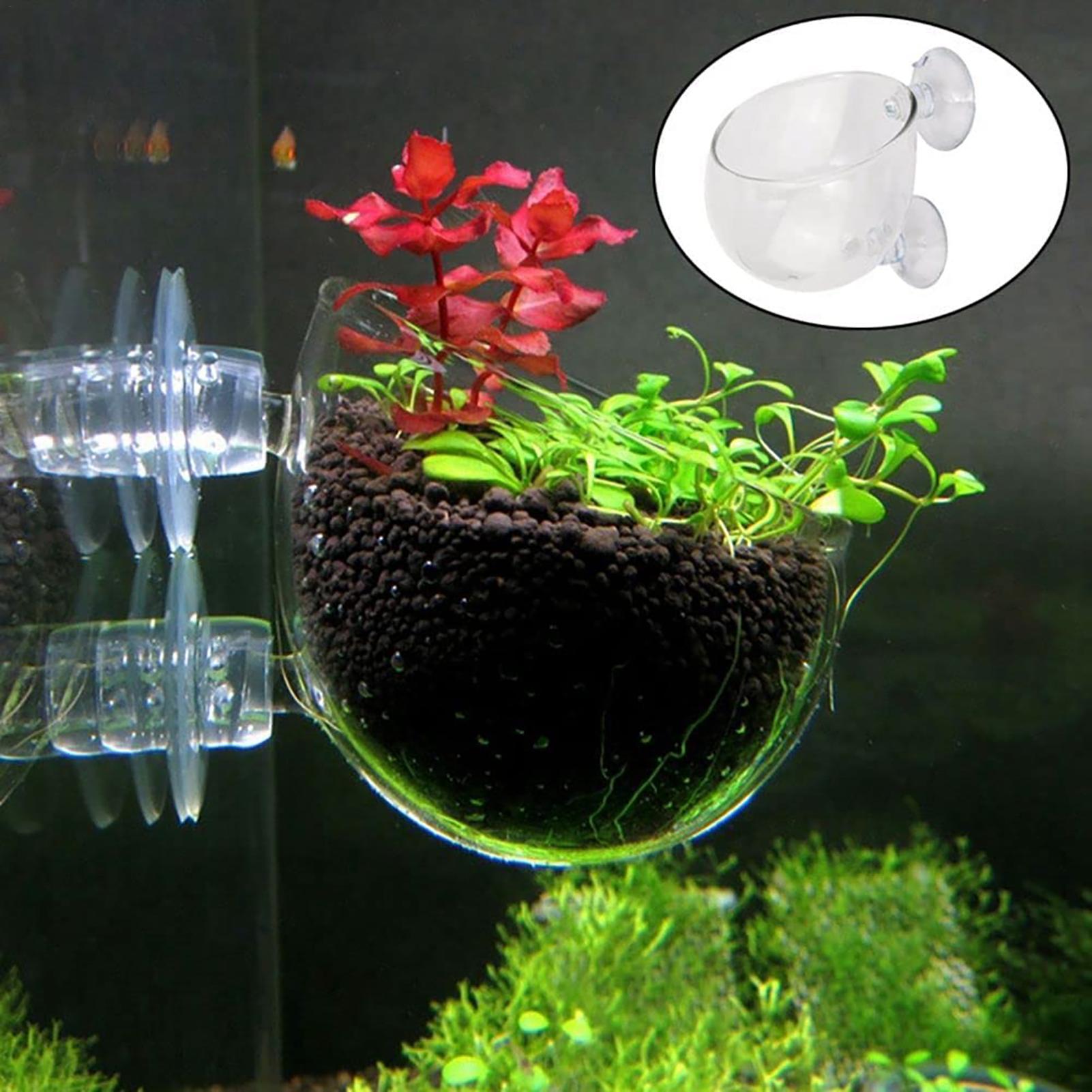 Akvaryum saksı cam silindir ba - Aquarium Planted Seeds incelemesi ve fiyatı
