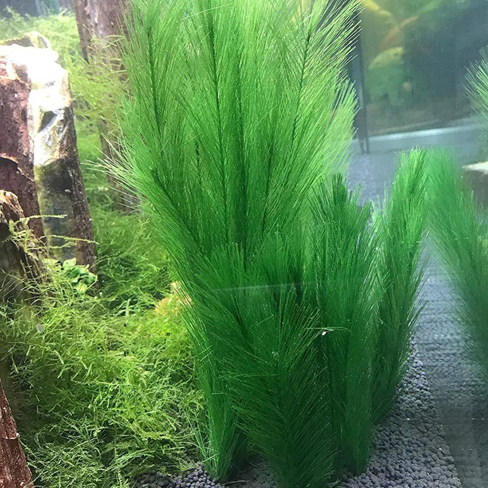 1/3 adet 28/40cm akvaryum balı - Aquarium Plant Live incelemesi ve fiyatı