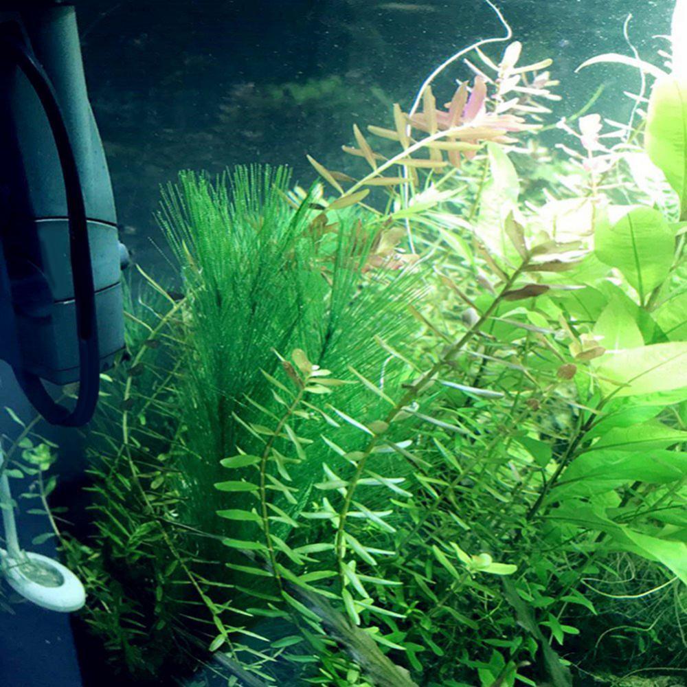 1/3 adet 28/40cm akvaryum balı - Aquarium Plant Live incelemesi ve fiyatı