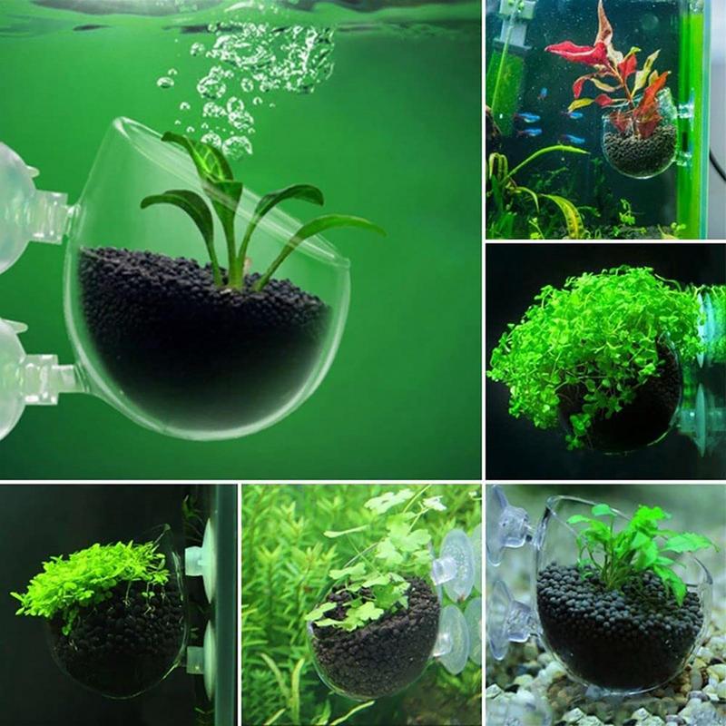 Akvaryum saksı cam silindir fi - Aquarium Planted Seeds incelemesi ve fiyatı