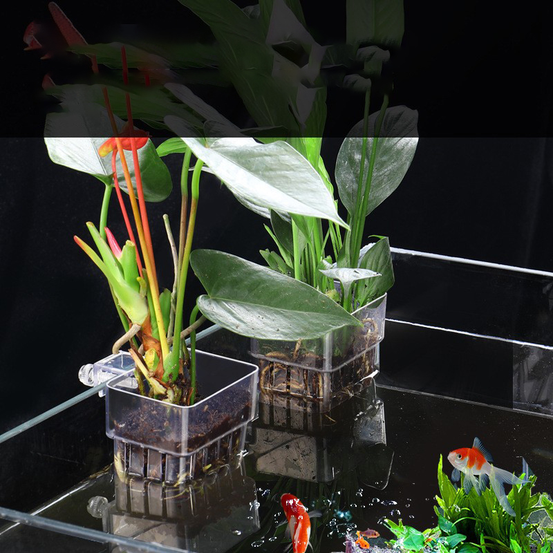 1 Adet Akvaryum Topraksız Bitk - Aquarium Planted Seeds incelemesi ve fiyatı