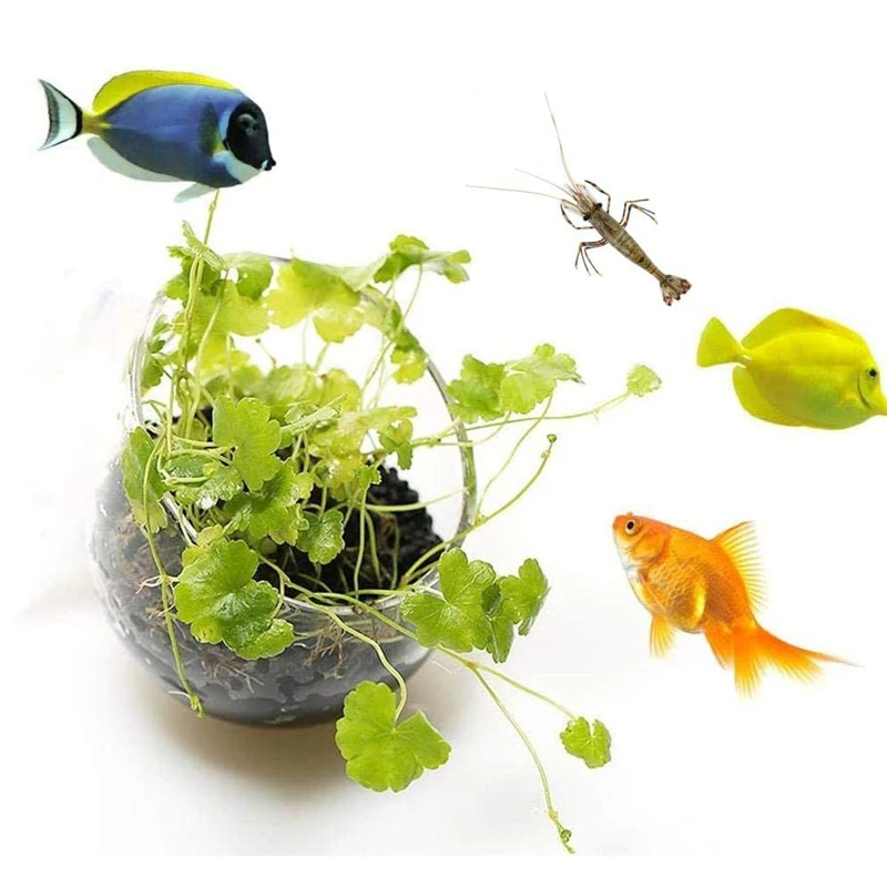Yeni Akvaryum Bitki Saksısı Ca - Aquarium Planted Seeds incelemesi ve fiyatı