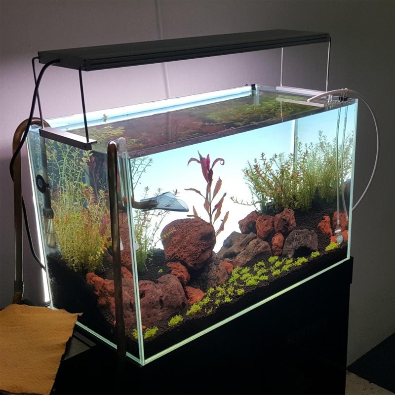 600*450mm Akvaryumlar İçin En  - Planted Aquarium Best Fish incelemesi ve fiyatı