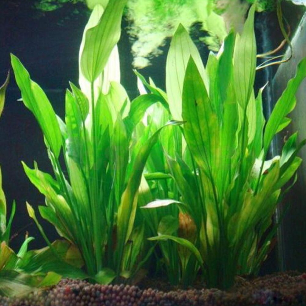 15 cm Yapay Akvaryum Dekor Bit - Aquarium Plant Live incelemesi ve fiyatı