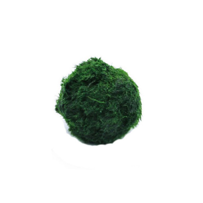 Marimo Yosun Topları Canlı Akv - Aquarium Plant Live incelemesi ve fiyatı