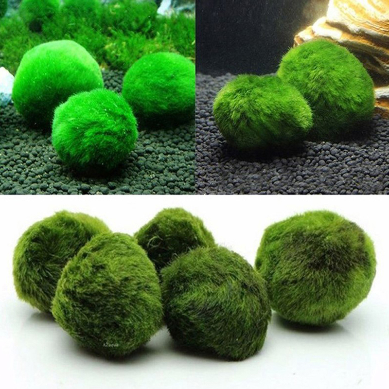 Marimo Yosun Topları Canlı Akv - Aquarium Plant Live incelemesi ve fiyatı