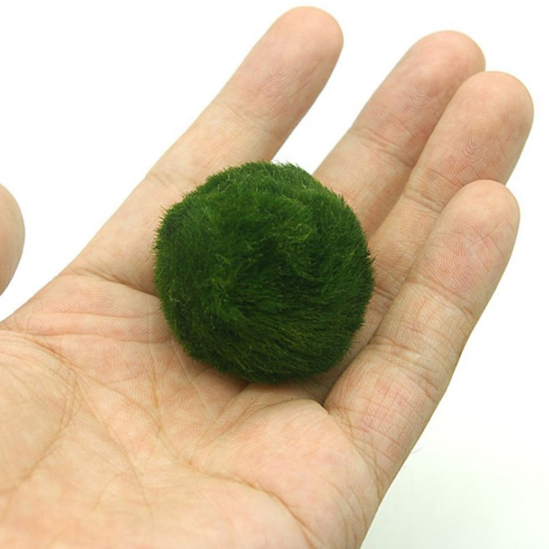 Marimo Yosun Topları Canlı Akv - Aquarium Plant Live incelemesi ve fiyatı