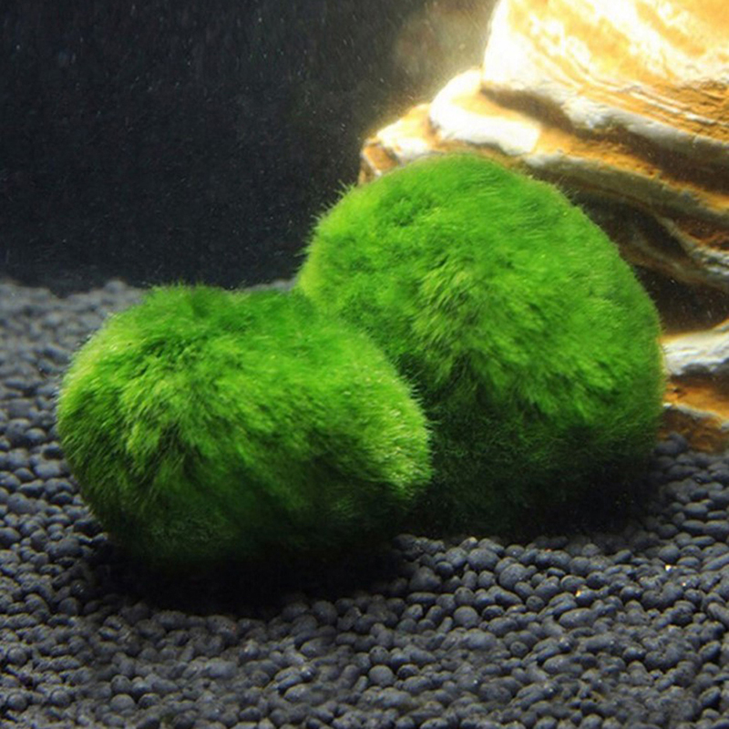 Marimo Yosun Topları Canlı Akv - Aquarium Plant Live incelemesi ve fiyatı