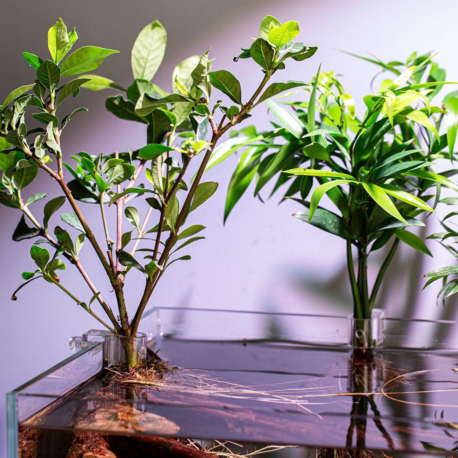 Mini Balık Tankı Saksı 6 Adet  - Planted Aquarium Mini incelemesi ve fiyatı