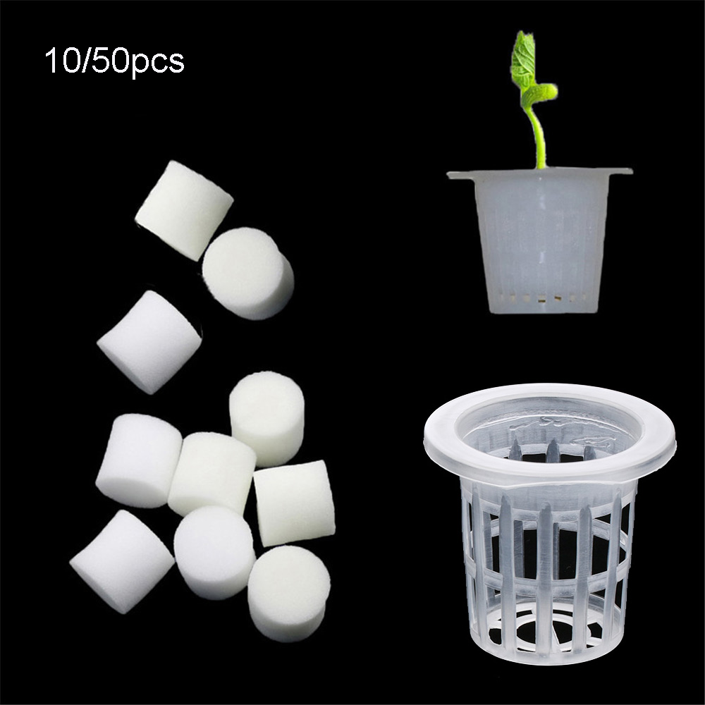 10/50 adet Dayanıklı Dikim Akv - Aquarium Planted Seeds incelemesi ve fiyatı